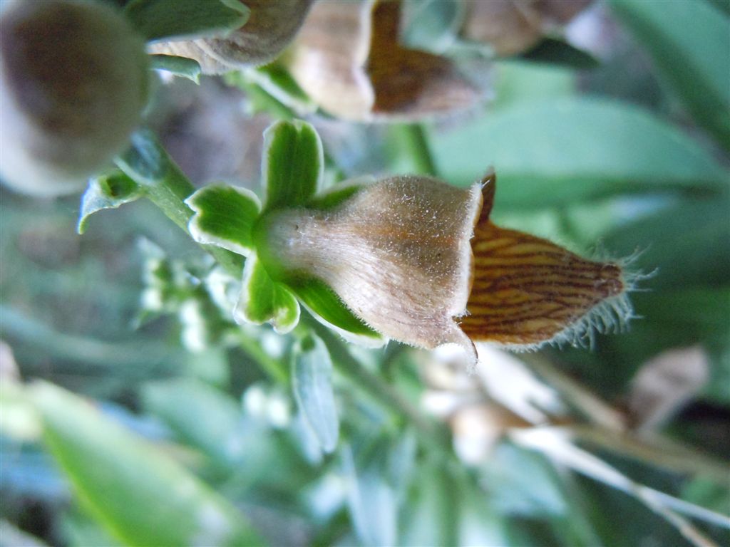 Passo Godi (AQ) : Digitalis ferruginea